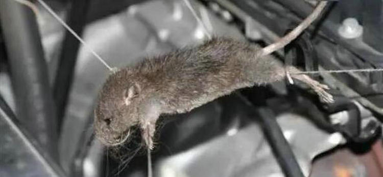 車內(nèi)進(jìn)老鼠用什么辦法最好